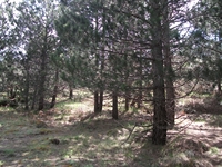 ova Gussonea-20110529 127